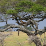 Jaipur: Jhalana leopard safari private tour - The Sum Up