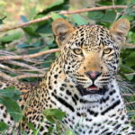 Jaipur: Jhalana leopard safari tour with hotel pickup & drop - Why This Tour Offers Good Value
