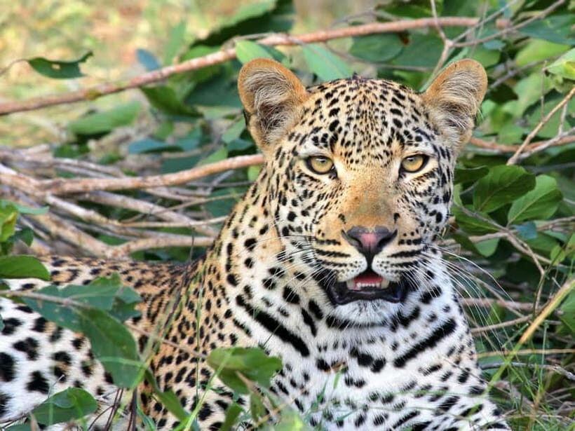 Jaipur: Jhalana leopard safari tour with hotel pickup & drop - Why This Tour Offers Good Value
