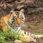 Jaipur: Morning Safari to Sariska with Meal and Transfers - FAQ