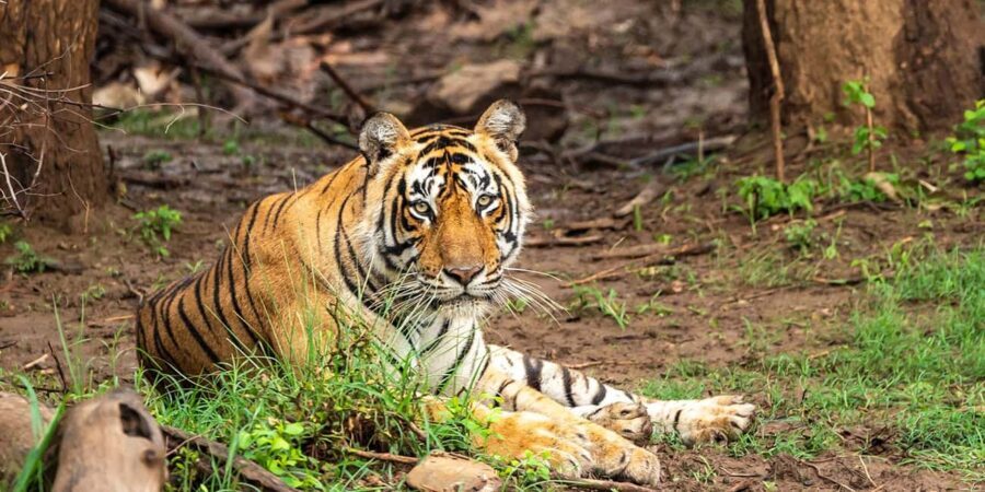 Jaipur: Morning Safari to Sariska with Meal and Transfers - FAQ