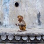 Jaipur: Private Full-Day Tour with Guide and Transport - In-Depth Review of the Experience