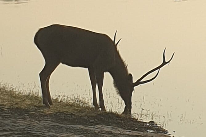 Jaipur Ranthambore Full Day Private Tour - Final Thoughts