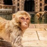 Jaipur sightseeing tour with monkey temple (Galta ji temple) - Analyzing the Value