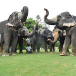 Jaipur: Sightseeing+Walking +Food + Elephant Activities Tour - Food and Cultural Walk