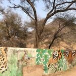 Jaipur to Jhalana Leopard reserve Private Day Trip All Inclusive - The Itinerary: What to Expect and Why It Matters