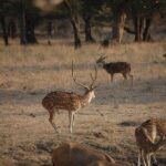 Jaipur to Ranthambore National Park Private One Day Trip - What’s Included and What’s Not