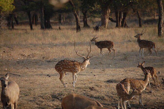 Jaipur to Ranthambore National Park Private One Day Trip