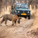 Jaipur to Ranthambore National Park Wildlife Safari - The Journey Begins: Jaipur to Ranthambore