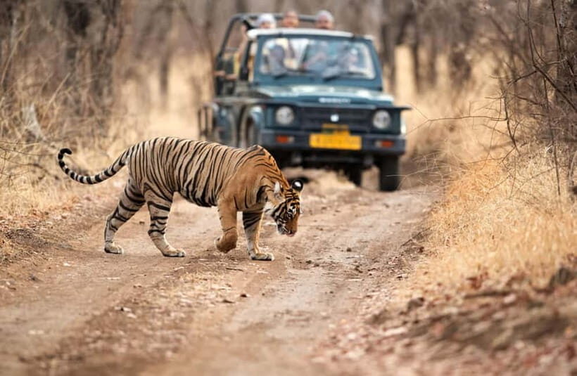 Jaipur to Ranthambore National Park Wildlife Safari - The Journey Begins: Jaipur to Ranthambore