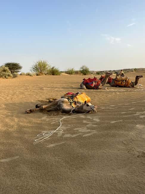 Jaisalmer: Thar Desert Sunset Camel Ride with Dinner & Show - The Value of This Tour