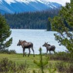 Jasper Wildlife and Waterfalls Tour with Maligne Lake Hike - FAQs