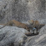 Jawai Leopard Gypsy Safari - Key Points