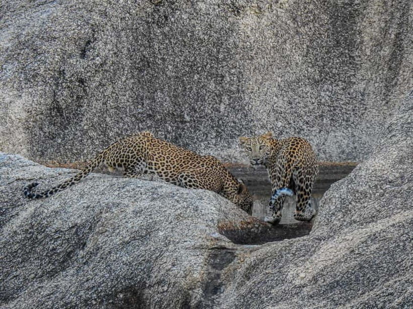 Jawai Leopard Gypsy Safari - Key Points