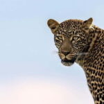Jawai Leopard Wildlife Safari Private Tour In a 4x4 Jeep - A Close Look at the Jawai Leopard Safari Experience