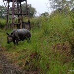 Jeep safari (4-5 hrs., Sharing) inside Chitwan National Park. - The Jeep Safari Experience: What to Expect