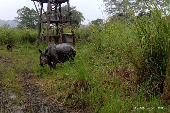 Jeep safari (4-5 hrs., Sharing) inside Chitwan National Park. - The Jeep Safari Experience: What to Expect