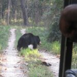 Jeep Safari (8-10 hrs., Private)inside Chitwan National Park. - Frequently Asked Questions