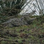 Jeep Safari at Kumana National Park - Discovering Kumana National Park: What You Can Expect