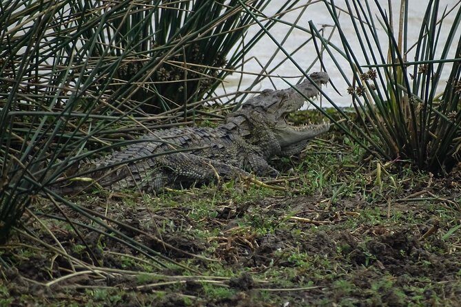 Jeep Safari at Kumana National Park - Discovering Kumana National Park: What You Can Expect