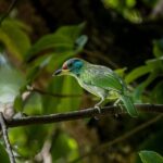 Jeep Safari in Nagarjun forest at Kathmandu - Who Is This Tour Best For?