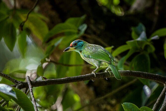 Jeep Safari in Nagarjun forest at Kathmandu - Who Is This Tour Best For?