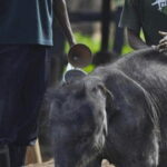 Jeep Safari to Udawalawa National Park from Colombo - Who Will Love This Tour?