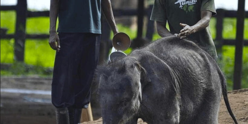 Jeep Safari to Udawalawa National Park from Colombo - Who Will Love This Tour?