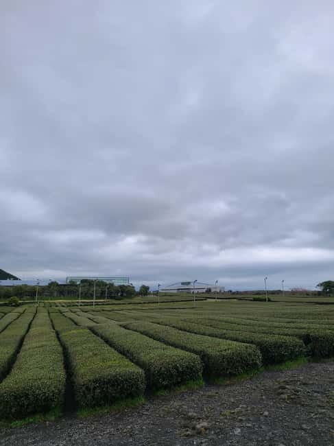 Jeju: Cherry Blossom South & West Day Tour with Hotel Pickup - Authentic Feedback from Travelers