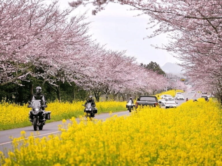 Jeju East: Cherry Blossom Early Bird Tour with Hotel Pickup - The Sum Up