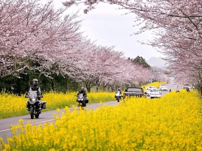 Jeju East: Cherry Blossom Early Bird Tour with Hotel Pickup - The Sum Up