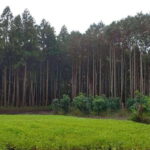 Jeju East: K-Drama Filming Spots Tour with Hotel Pickup - FAQ