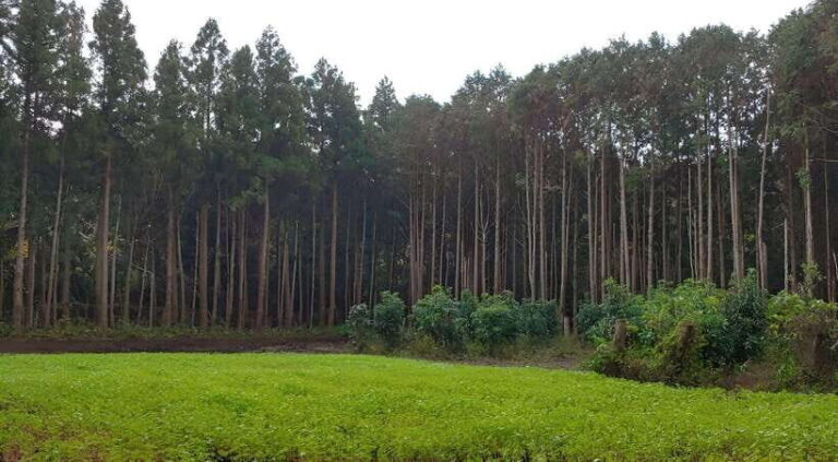 Jeju East: K-Drama Filming Spots Tour with Hotel Pickup - FAQ