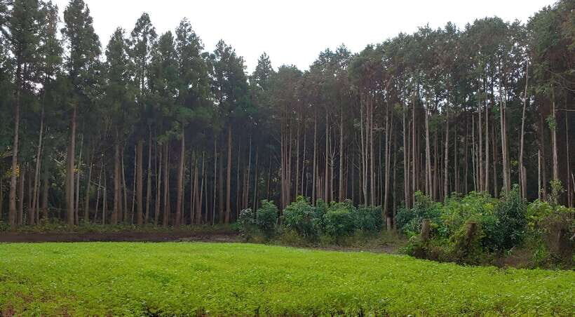 Jeju East: K-Drama Filming Spots Tour with Hotel Pickup - FAQ