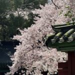 Jeju East Small Group Tour Cherry Blossom & Woman Diver Show - Practical Details & What to Expect