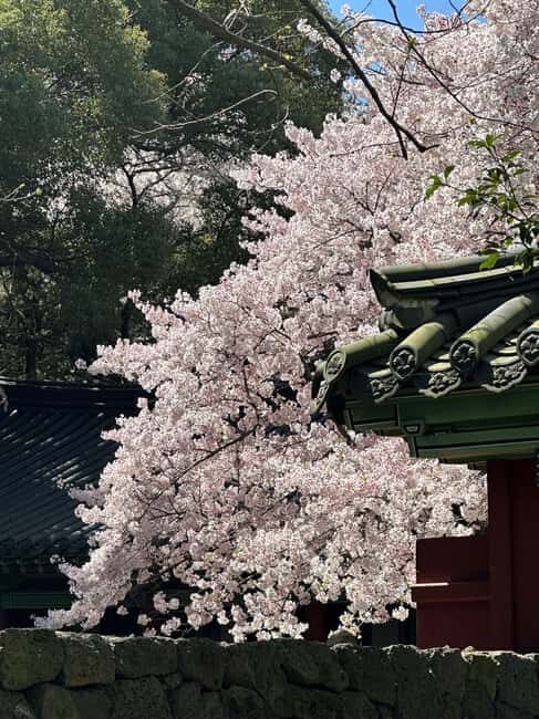 Jeju East Small Group Tour Cherry Blossom & Woman Diver Show - Practical Details & What to Expect