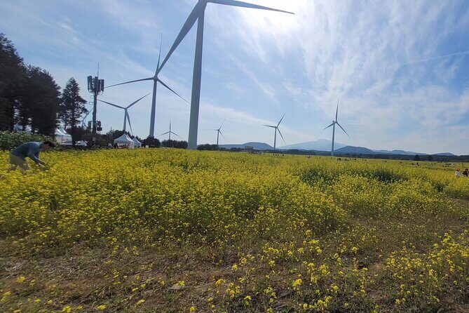 Jeju English Private Taxi Tour(1day, 2days, 3days & 1 to 8pax) - The Sum Up