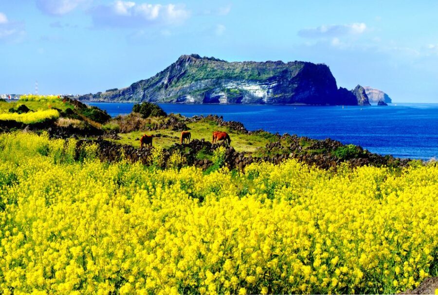 Jeju Premium Small Group UNESCO Day Tour - East - An In-Depth Look at the Jeju East UNESCO Tour