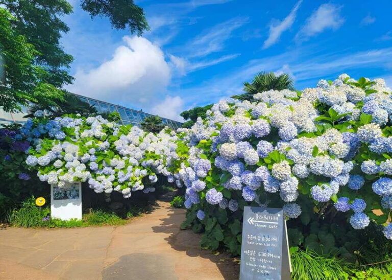 Jeju Western & Sothern : Hydrangea Festival Tour - Final Thoughts: Is It Worth It?