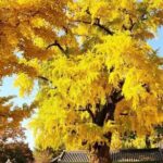 Jeonju Hanok Village and Jangtaesan Nature Tour - What We Think: The Value and Who It’s For