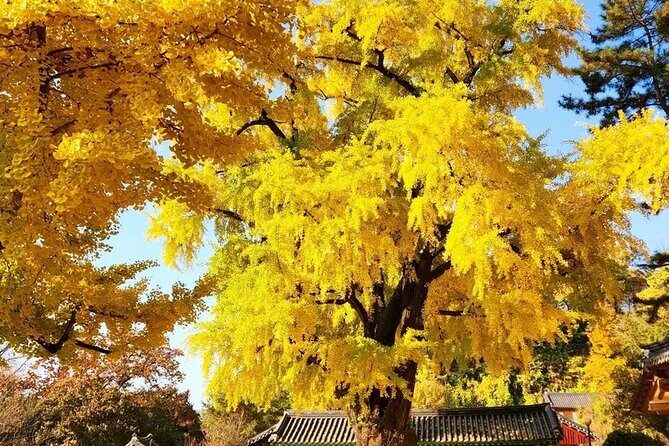 Jeonju Hanok Village and Jangtaesan Nature Tour - What We Think: The Value and Who It’s For