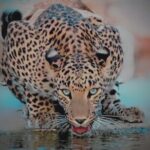 Jhalana Panther Safari Park Tour in Jaipur - Final Thoughts: Who Should Book This Tour?