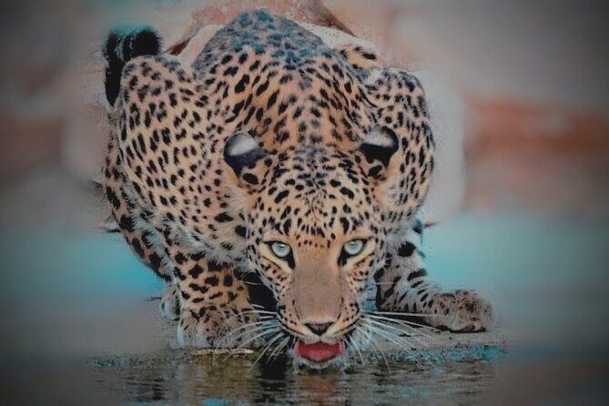 Jhalana Panther Safari Park Tour in Jaipur - Final Thoughts: Who Should Book This Tour?