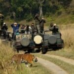 Jim Corbett Jeep Safari - Wildlife Adventure in National Park - FAQs about Jim Corbett Jeep Safari