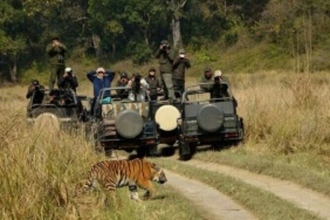 Jim Corbett Jeep Safari - Wildlife Adventure in National Park