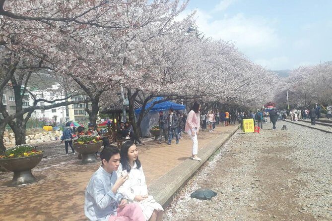 Jinhae Cherry Blossom + Busan Sunrise from Seoul - Authentic Experiences and Practical Tips