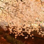 Jinhae Cherry Blossom Day trip from Busan - A Spring Adventure! - Who Should Consider This Tour?