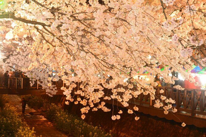 Jinhae Cherry Blossom Day trip from Busan - A Spring Adventure! - Who Should Consider This Tour?