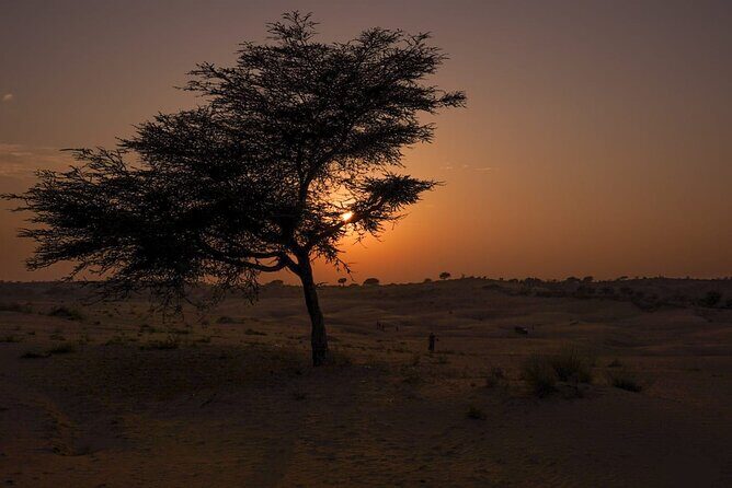 Jodhpur overnight desert camping with camel safari Jodhpur - Final Thoughts: Why This Experience Stands Out