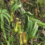 Johor: Belungkor Hill Hiking Tour - The Experience in Detail